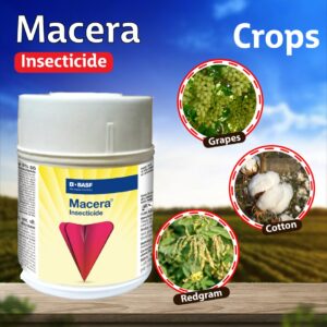 BASF Macera Insecticide